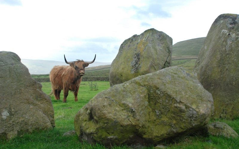 Highlander Scottish Cow At Swinside Stone Circle, Cumbria, Engla